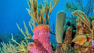 Why Thermally Resilient Corals Are Essential For Maintaining Ocean Food Webs And Coastlines