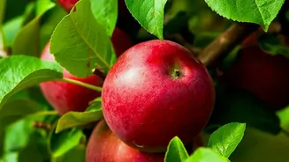 Kashmir Cooperatives Upgrade Cold Chain Storage Systems To Protect Heritage Apple Harvests