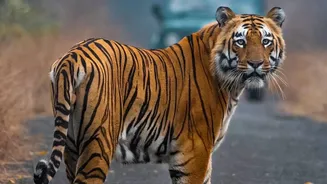 India's First High-Altitude Wildlife Safari Gets Administrative Approval
