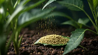 Keep Houseplants Pest Free This Monsoon With Powdered Neem Cake