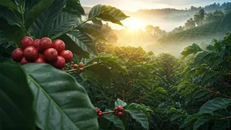 Coorg Coffee Estates Are Formally 2026's Best Affordable Travel Spot