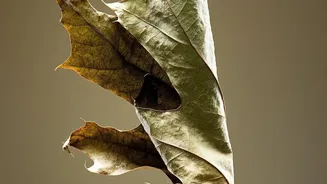 Leaf Scorch Can Show That the Light Change Was Too Fast