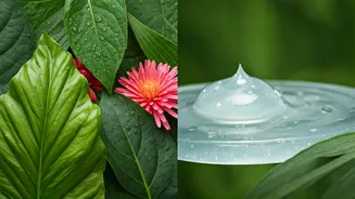 Why Urban Indian Women Choose Botanical Hydrators Over Mucin