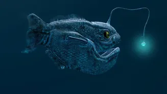 The New Ocean Iron Study: A Clearer View Of Marine Food-Web Effects