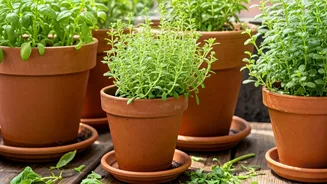June Pruning Keeps Balcony Gardens Under Control