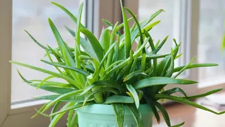 Aloe Vera Adds Sculptural Greenery To Bright Bedroom Windows