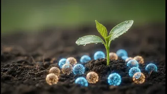 How amino acid absorption analysis refines our understanding of plant-based protein efficiency