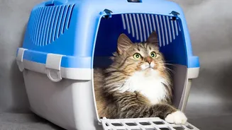International Cat Day Puts Escape Risks under the Lens