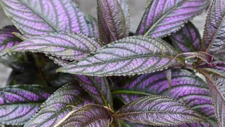 How to grow a Persian shield plant indoors