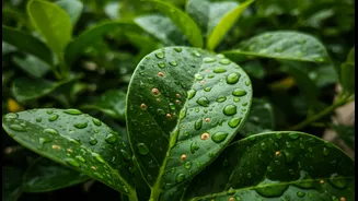 How to Prevent Fungal Growth in Balcony Plants During Peak Monsoon