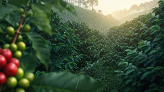 Coorg Smells Like Rain, Coffee And Holiday Plans
