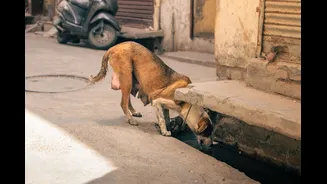 How to Stay Hydrated in Indian Summer Heat