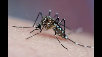 OMS lança primeiro guia para ampliar tratamento da dengue em crianças