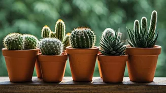 7 Indoor Cactus Varieties: Greenery for Your Balcony