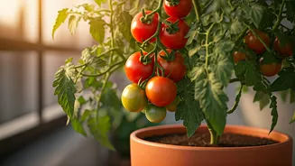 Tomato Plants Make Balcony Gardening More Exciting