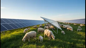 Industrial Solar Farms Need Vegetation Control, And Livestock Offers A Low-Tech Solution