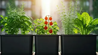 Grow Your Own Kitchen Garden In Tiny Spaces