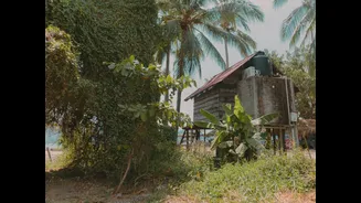 AI-powered mosquito traps aim to combat rising dengue cases