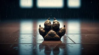 Urban Pet Care Gets Harder In Rain