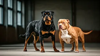Powerful Pups in India: Understanding 5 Strong Breeds and Responsible Ownership