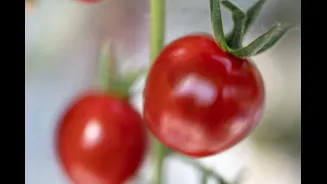Chinese Scientists Create Gene-Edited Tomatoes That Smell Like Popcorn