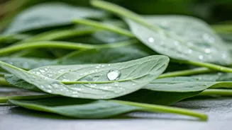 Public Health Alert Do Not Eat Street Raw Leafy Veggies