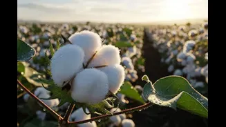 Govt Exempts Import Duty On Cotton Till October 30: All You Need To Know