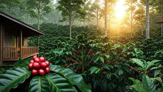 Escape City Life At A Coffee Estate
