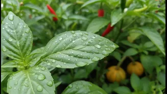 The Real Opportunity in Monsoon Balcony Micro-Gardens Goes Beyond Greens, Gourds, Chillies and Herbs