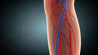 Boosting Leg Circulation: Natural Ways & Lifestyle Tips