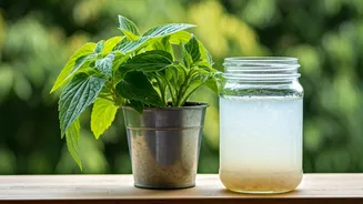 Balcony Plant Care Secret: Try Simple Diluted Fermented Rice Water