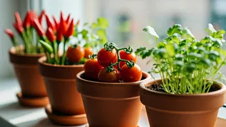 Small Pots Can Still Grow Real Food
