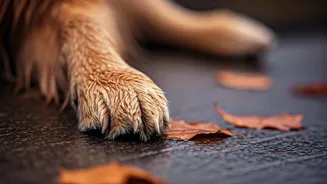 Monsoon Pet Care Tips Every Owner Needs