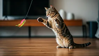 Cats Need Active Play Before Nap Mode