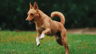 How To Avoid Dog Park Conflict: Playtime Etiquette Guidelines For Apartment Residents