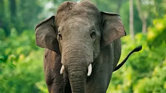 Kaziranga Safari Entry Times And Reopening Details For Travellers