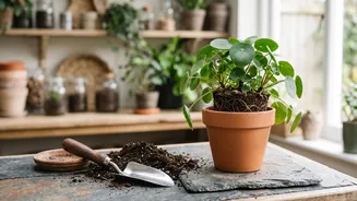How To Repot Indoor Plants Safely Easy Beginners Guide To Changing Soil Without Root Damage