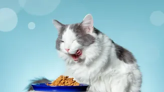 Do Not Leave Uneaten Wet Food Sitting in the Bowl for Long