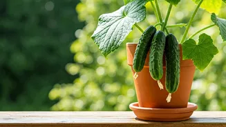 Container Cultivation: Your Ultimate Guide to Growing Thriving Cucumbers in Pots!