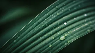 Could Slower Eating Be Your Monsoon Health Secret?