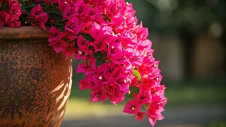 Bougainvillea Blooms: Unlocking Vibrant Colors Through Strategic Neglect