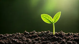 Alopecia Areata: 5 Natural Home Remedies for Hair Regrowth