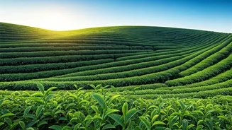 Assam: A Glimpse into India's Enchanting Northeast