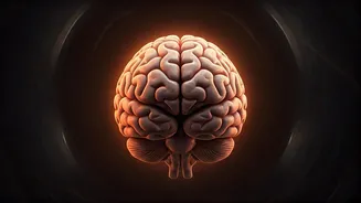 Sleepless Nights: Unpacking the Brain's Immediate Response to a Single Night Without Rest