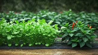 Monsoon Kitchen Gardens Are The Practical Green Flex