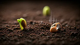 Plants' Secret Symphony: How Raindrops Wake Up Dormant Seeds