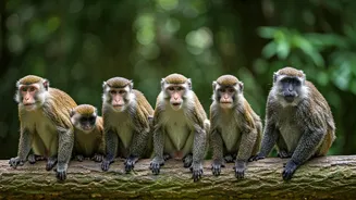 Unveiling 7 Extraordinary Monkey Species Around the Globe