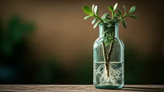 Trailing Jade Plant Propagation In Recycled Glass Bottles Explodes