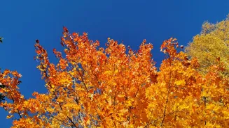 Fall foliage season captivates viewers globally, including Indian expatriates