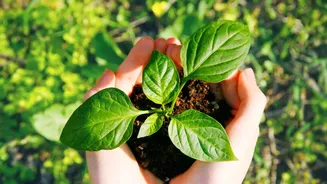 Why First-Time Plant Parents Must Protect Fine Feed Roots During Indoor Plant Repotting Tasks